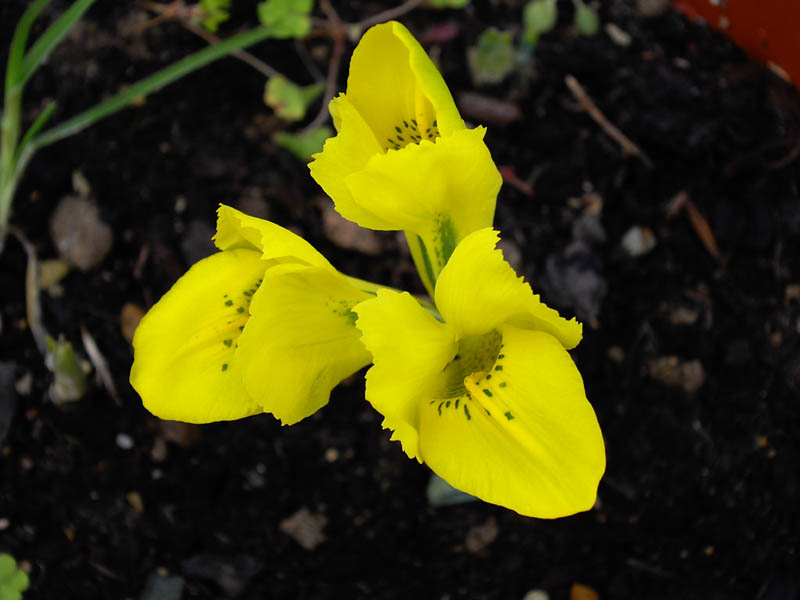 Iris danfordiae photo